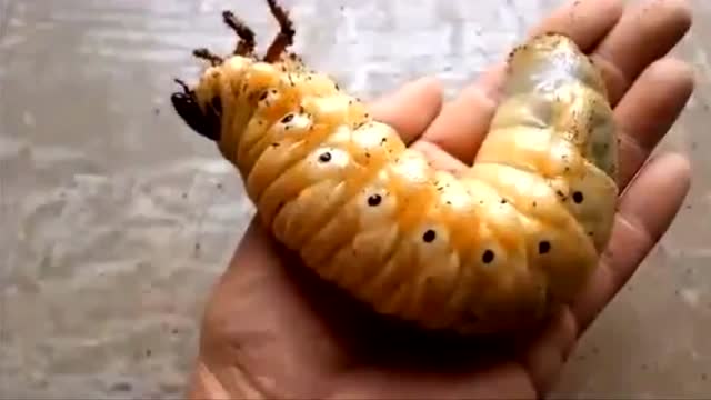 铁甲虫进化的全过程,胆小的不要来看!