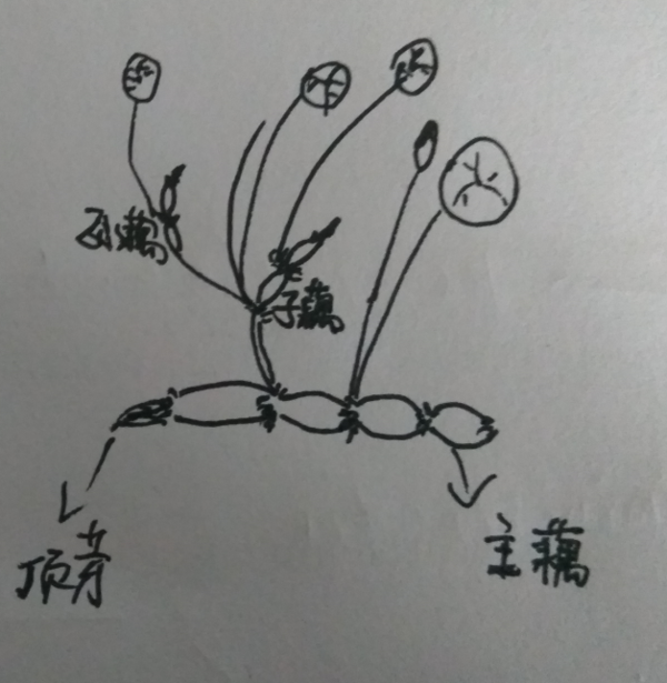 碗莲生长过程简笔画图片