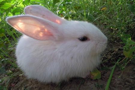 小白兔的鼻子像什么?