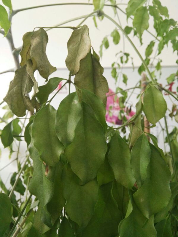 写请问我家的幸福树怎么了,用红蜘蛛喷过也无济于事,哪位大神给知道一