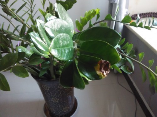 我家的金钱树有1年多了,最近许多老枝的茎杆枯