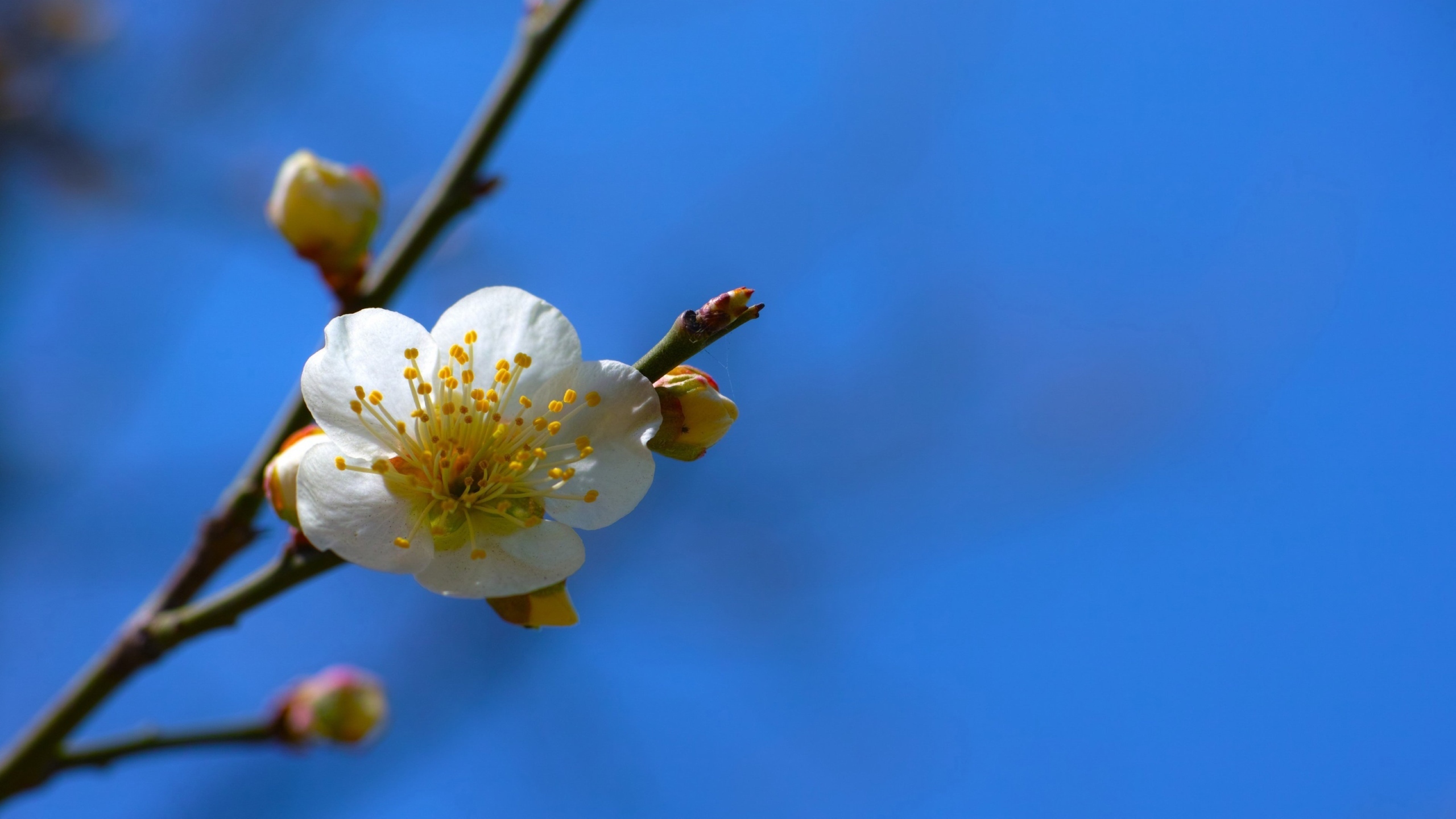 白梅花香自苦寒来[图7]