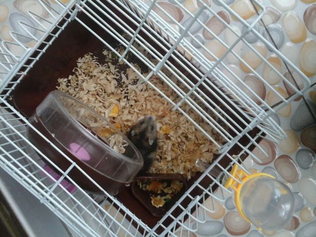 我这只是什么鼠,三线还是紫仓鼠还是一线鼠