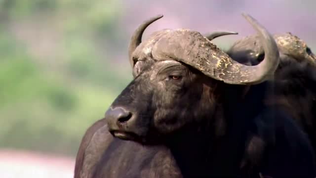 动物世界: 狮子们被水牛围追堵截 四散而逃,没经验真的好狼狈!