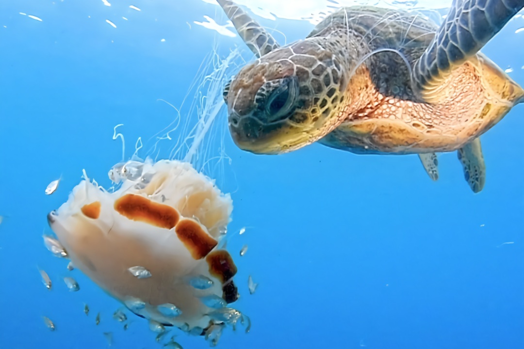 海龟吃水母,就像是吃面条一样,不怕有毒吗?