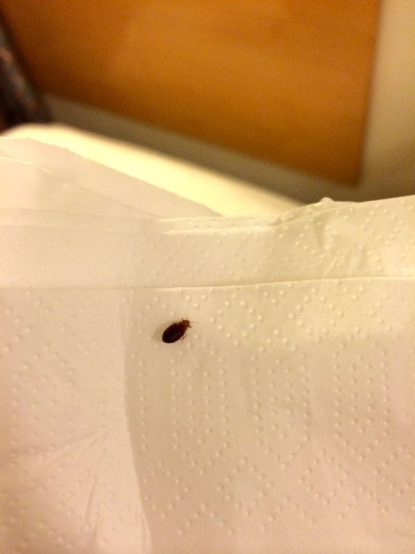 这是什么虫子,本人在英国学校宿舍的床单上发现的