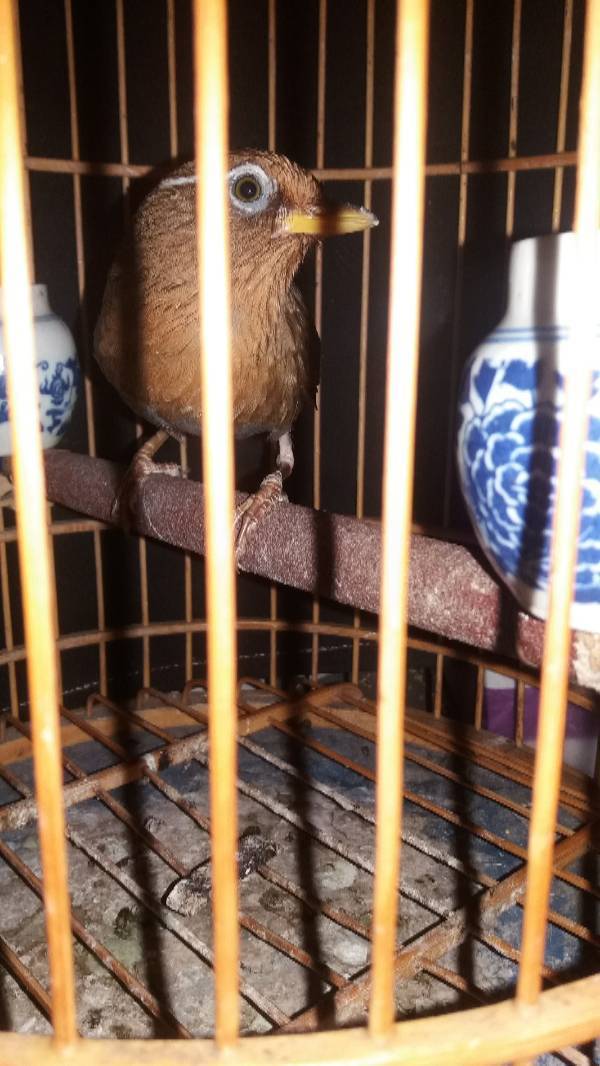 这画眉怎么样那位大神鉴别一下,靠近笼跳,不撞笼,离一米多就不跳站