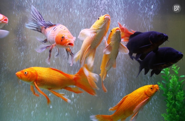 网上有人说你是只锦鲤是什么意思?