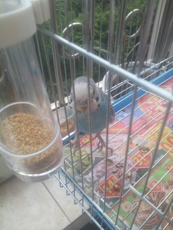 的虎皮鹦鹉,下午特别反常,好像特别急,蹦蹦跳跳