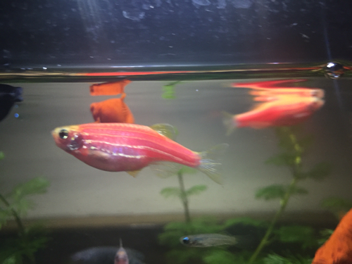 请高手帮忙鉴别一下我养的红斑马鱼是不是怀上