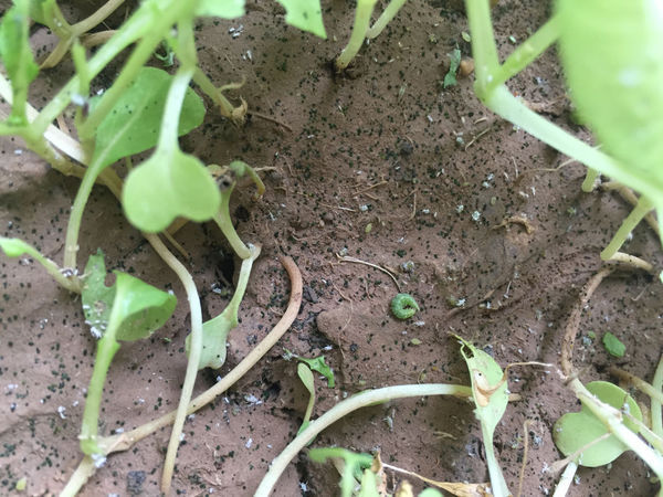 不会都是虫卵吧?