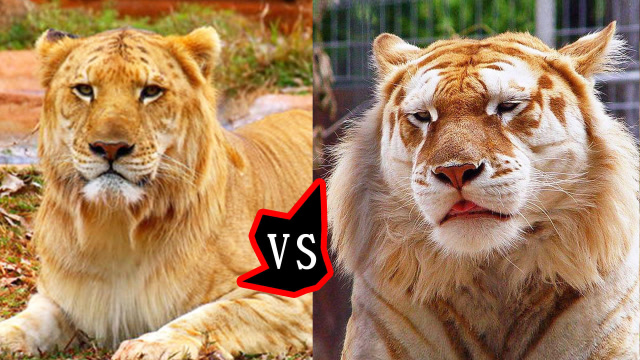 实拍狮虎兽pk b>虎狮兽 /b>,见面直接开打,谁才是真正的百兽之王