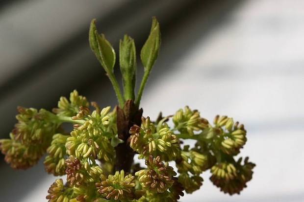 春季栽植的裸根白蜡发芽时间