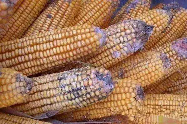 发霉的的东西吃进肚子里,霉菌真的会在人体内滋生吗?