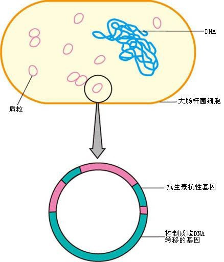大肠杆菌细胞结构图片