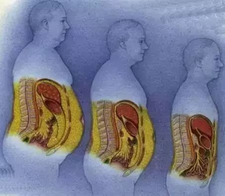 满是脂肪的肠子图图片