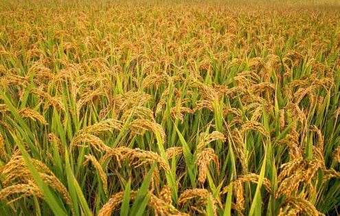 什么的禾田词语