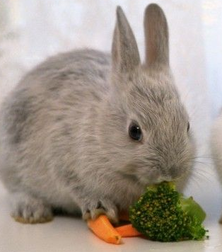 兔子吃东西的动作是什么