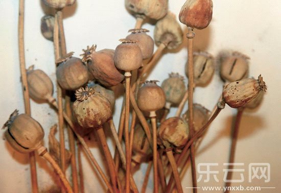 罂粟果实成熟是什么样的图片图库