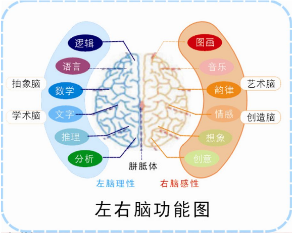大脑为什么长成两半?