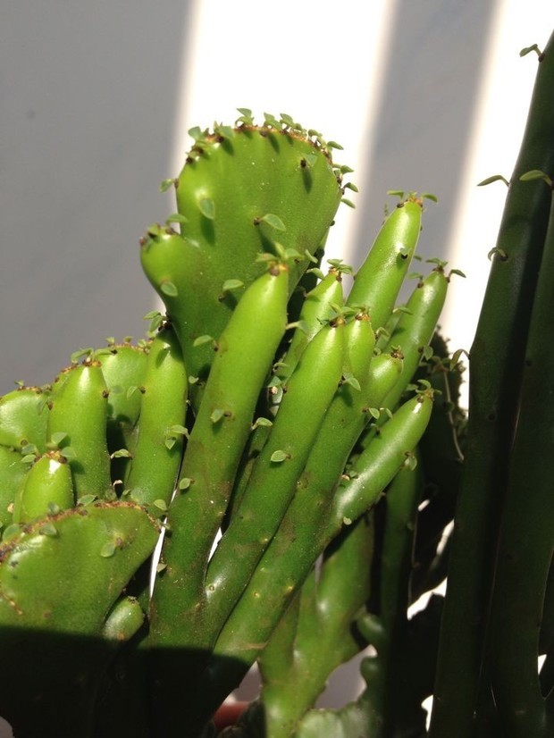 仙人掌类的植物上面有些很细小的叶子是什么植物?