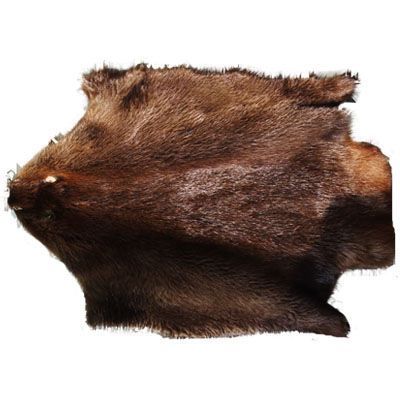 海狸皮 什么意思