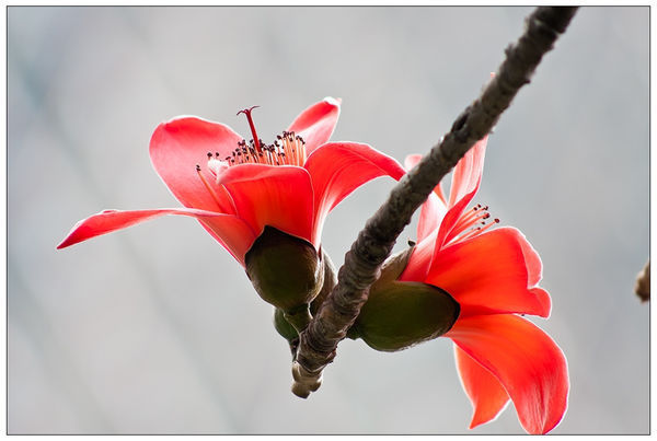 木棉花和白玉兰是不是一种花?