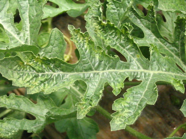 黄瓜绿斑驳花叶病毒病如何辨别