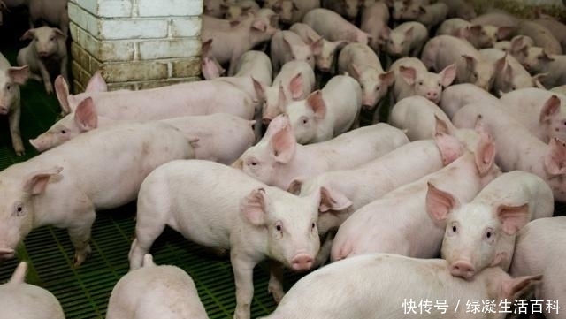 进口猪肉的市场上的猪肉价格