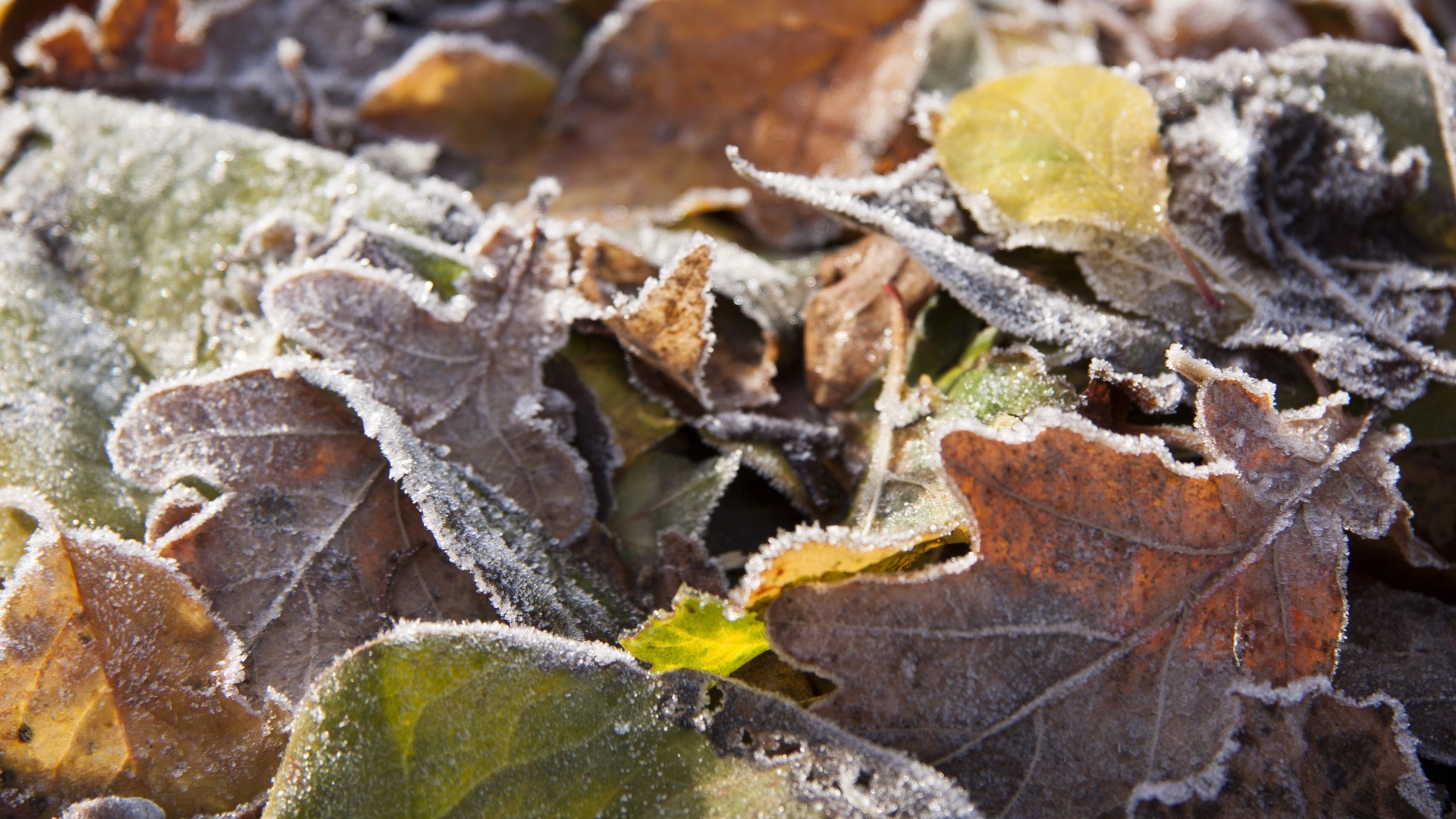唯美秋季霜冻树叶高清桌面壁纸_植物电脑壁纸-52图片网