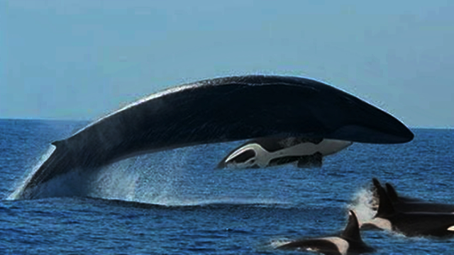 澳洲海域罕见一幕, 虎鲸家族捕食18米的 蓝鲸