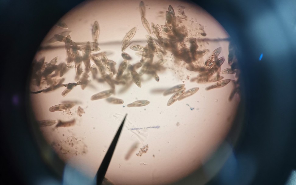 草履虫(动物学实验)