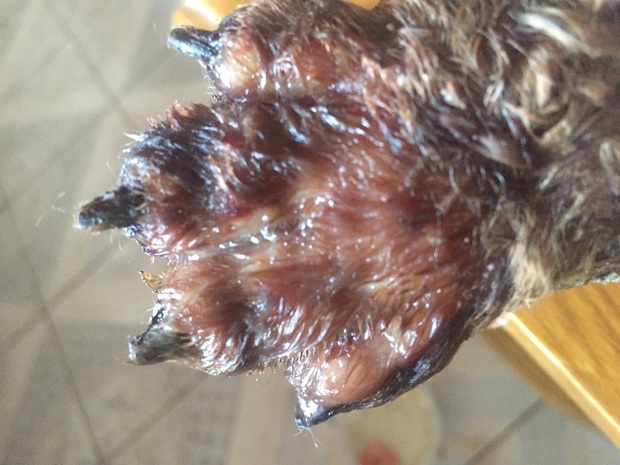 狗狗脚趾老流脓水,用了双氧水碘伏消炎药都不管用,求急救懂医的