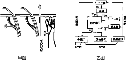 ①②③分别表示其中的肌肉,血管和汗腺;乙图是人的体温调节模型