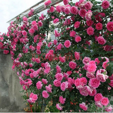 有谁知道这是什么名字的月季?中间的粉红色的那一种.