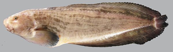 鱼类(此科鱼类,并非通常所知的 蓑鲉) 下图为    细纹狮子鱼