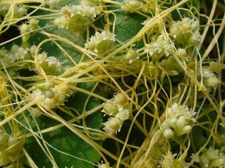 有一种带黄色的小滕子没有根能把作物缠死,是什么草?