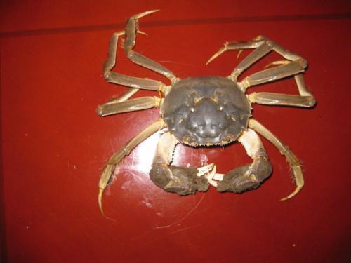 螃蟹是怎么睡觉的?