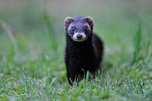 黄鼠狼有黑色的吗?