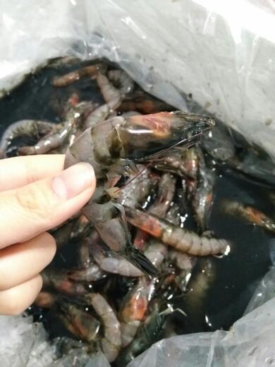急问 冻虾发黑还能吃吗?