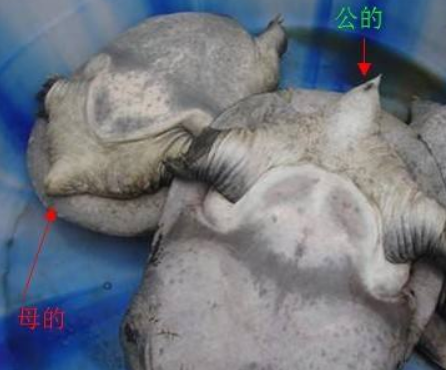 公甲鱼的睾丸图片