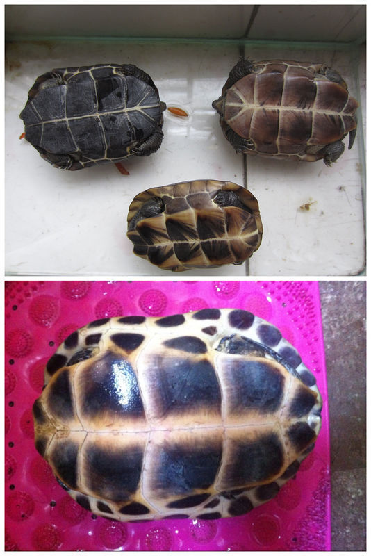 中华花龟和中华草龟有什么区别,中华花龟的外观特征