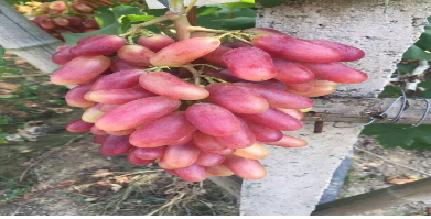 新品种玲珑指早熟葡萄可以在内蒙古河套地区种植吗