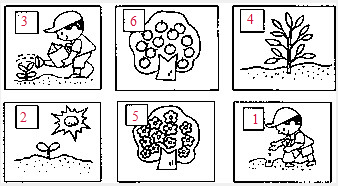 請按植物生長的規律排序.(在□內用數字表示