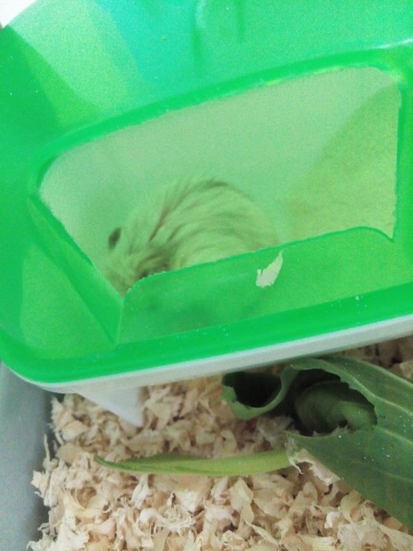 仓鼠的毛怎么回事