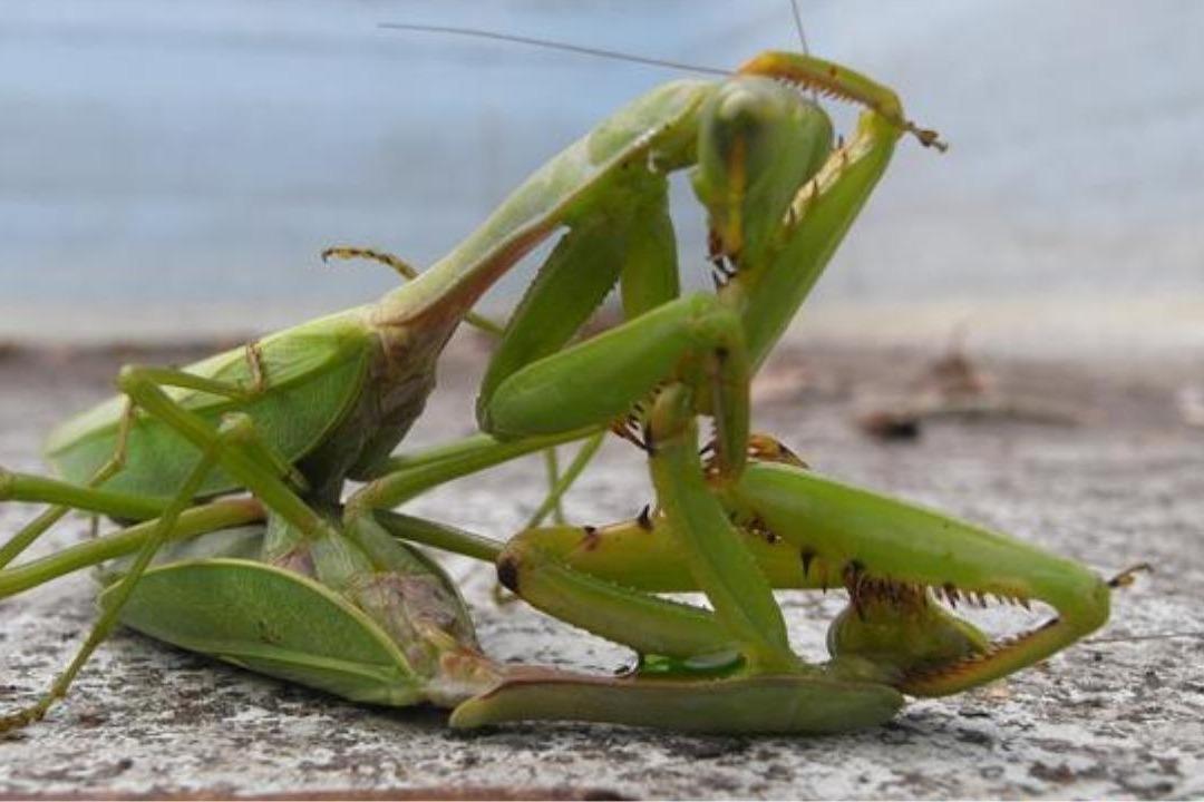 为什么螳螂交配时,母的要把公的 吃掉?看完颠覆三观