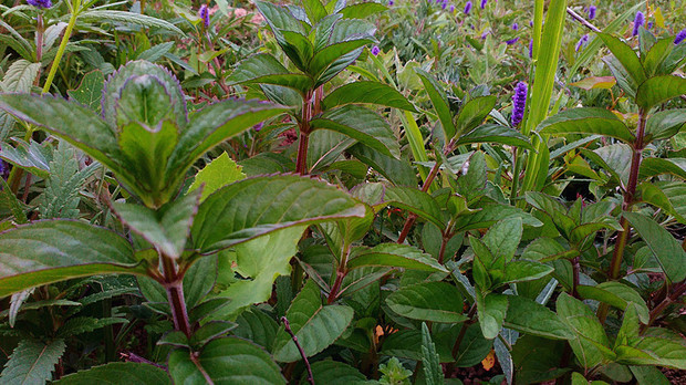 是紫茎胡椒薄荷吗?