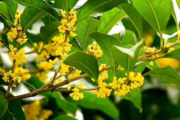 桂花的花像什么