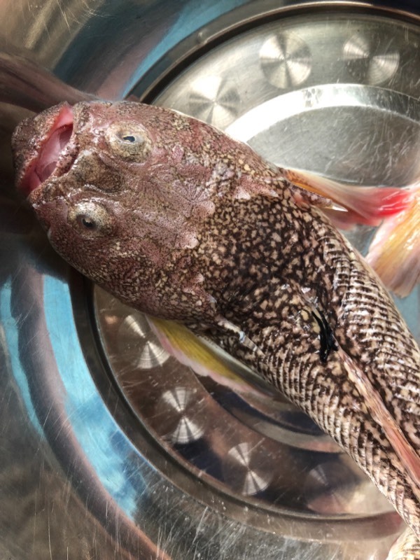 这是什么海鱼,被上有透明的硬刺,在舟山菜场买到的