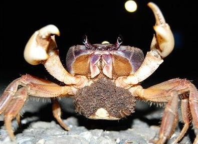 家养螃蟹肚子下面黑黑的是要下籽了么